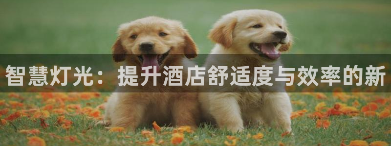 智慧灯光：提升酒店舒适度与效率的新